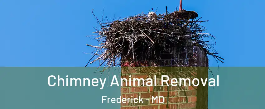 Chimney Animal Removal Frederick - MD