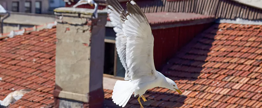 Residential Chimney Animal Removal Solution in Frederick, MD