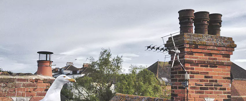 Chimney Cleaning And Restoration in Frederick, Maryland